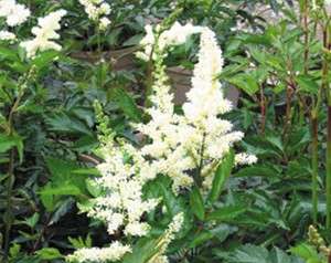 Astilbe - chinensis Vision in White